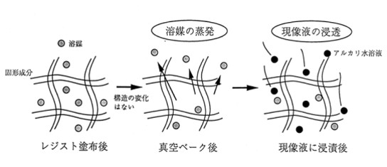 高分子膜中の溶媒蒸発と現像液浸透のモデル