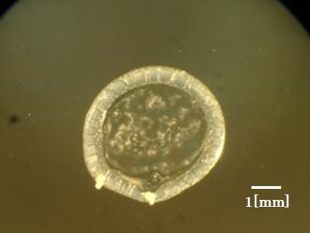 ウォータマーク