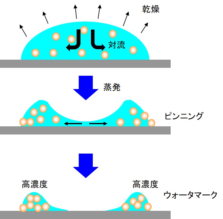 ウォータマークの形成モデル
